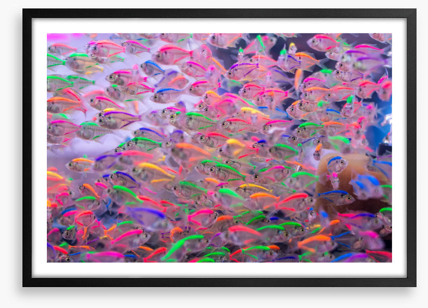Neon fins