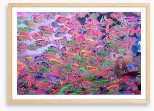 Neon fins