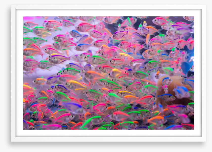 Neon fins