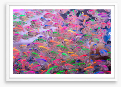 Neon fins