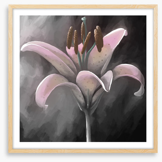 Lily delight
