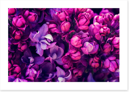 Lilac in love