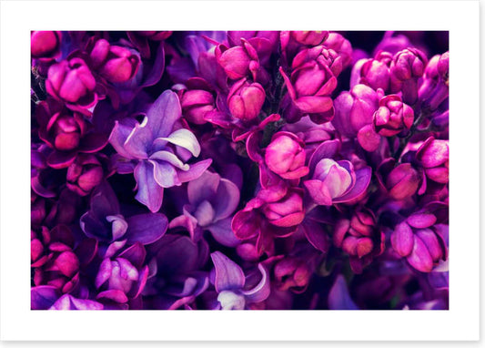 Lilac in love