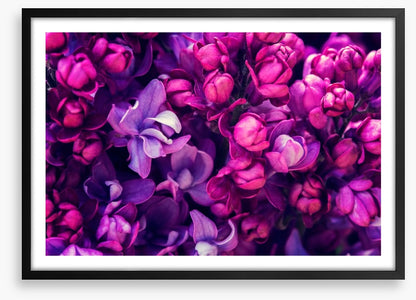 Lilac in love