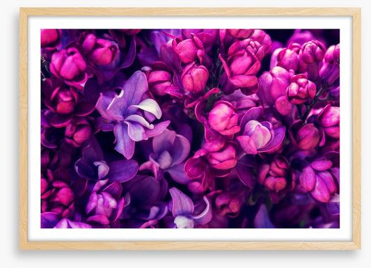 Lilac in love