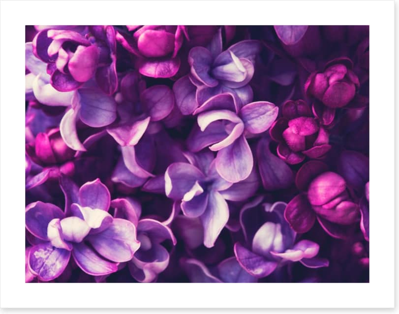 For the love of Lilac
