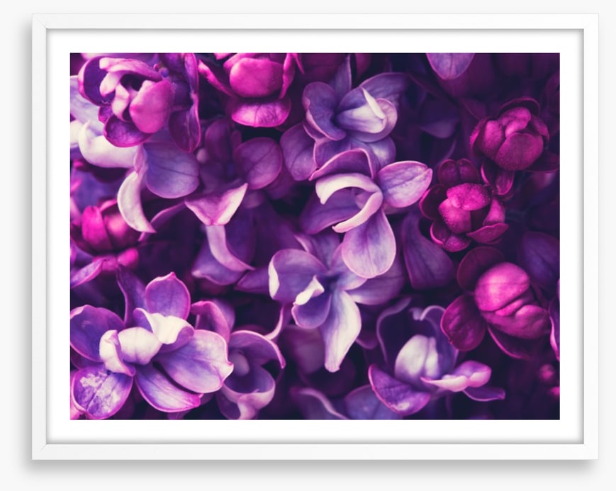 For the love of Lilac