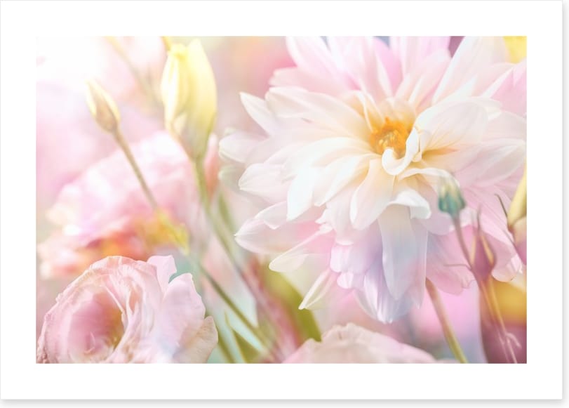 Peony perfection
