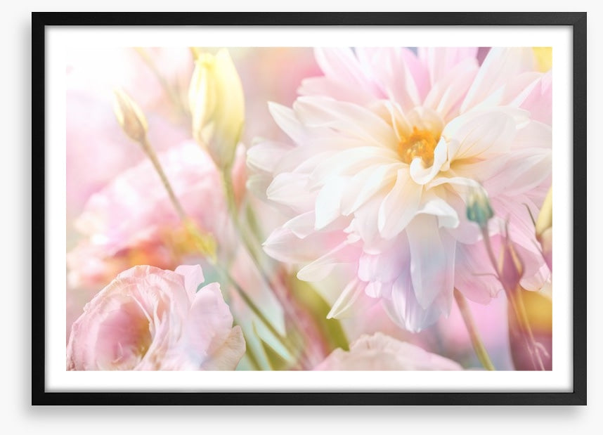 Peony perfection