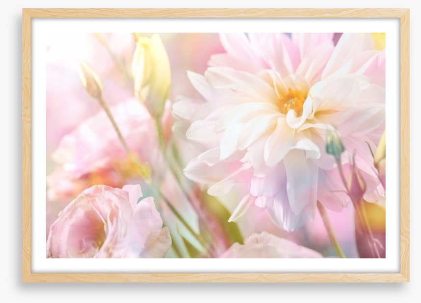 Peony perfection