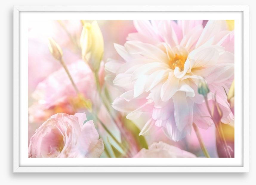 Peony perfection