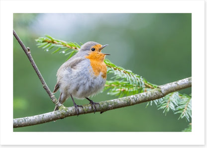 Chirping robin