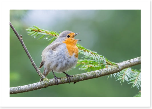 Chirping robin