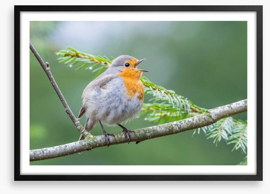 Chirping robin