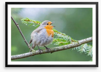 Chirping robin