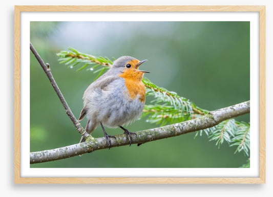 Chirping robin