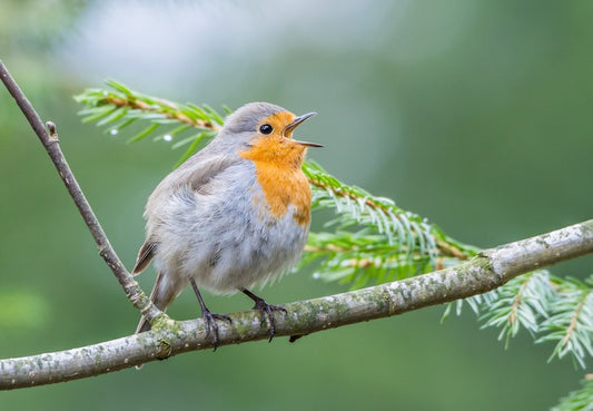 Chirping robin