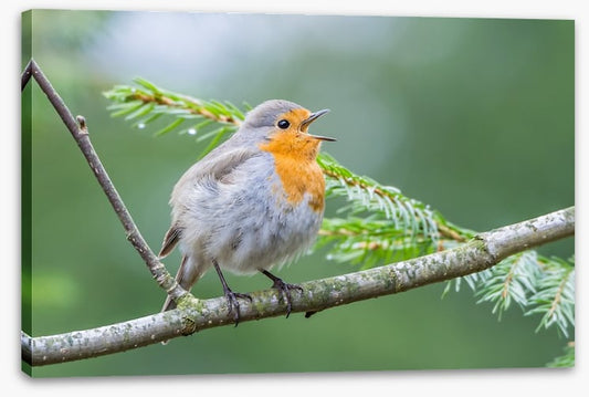Chirping robin