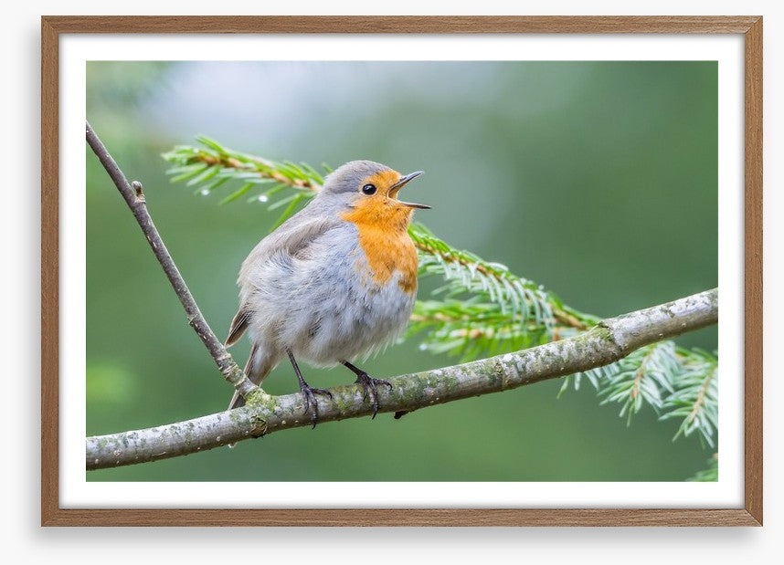 Chirping robin