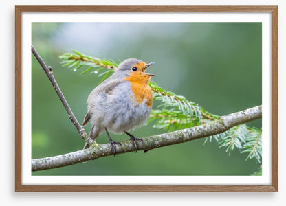 Chirping robin