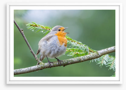 Chirping robin