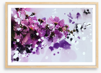Purple musk