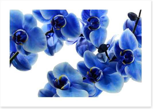 Orchid blue