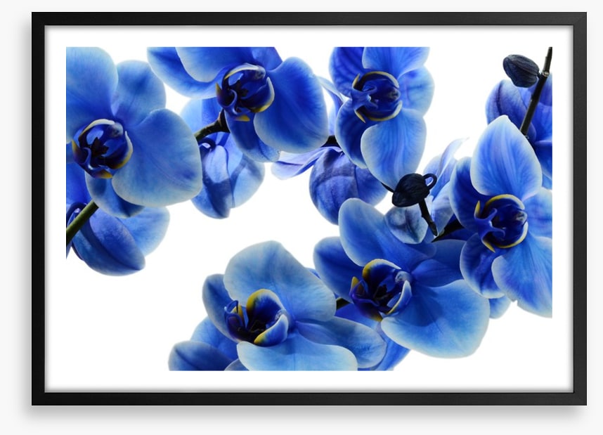 Orchid blue