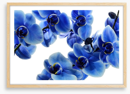 Orchid blue