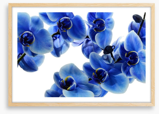 Orchid blue