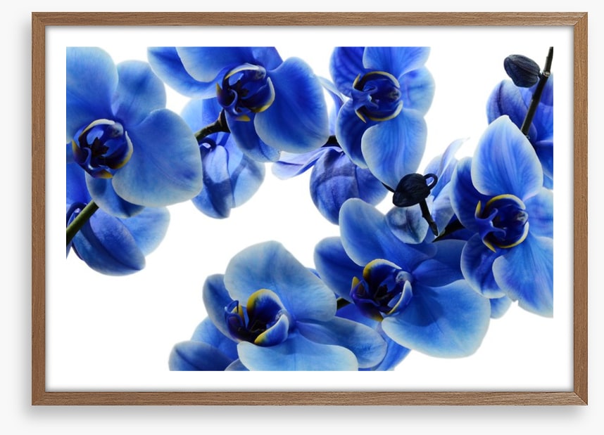 Orchid blue