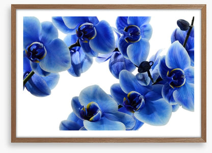Orchid blue