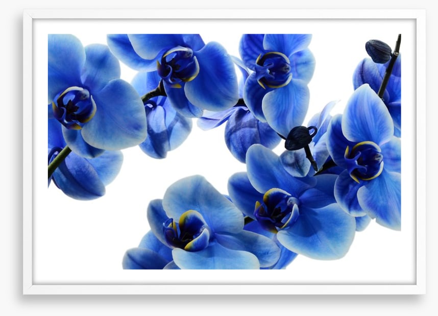 Orchid blue