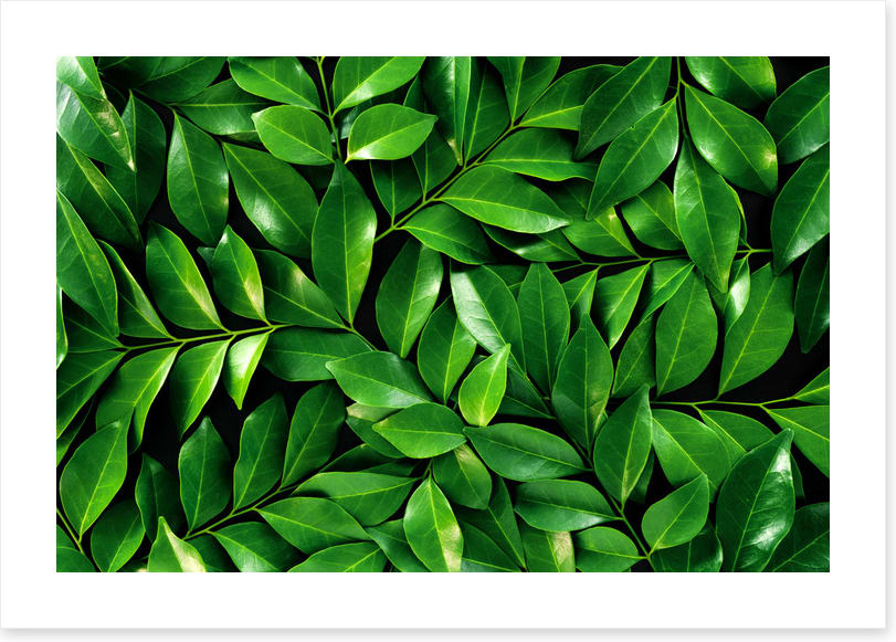 Leaves