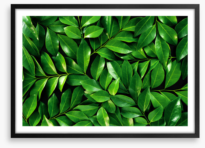 Leaves