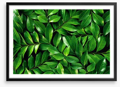 Leaves