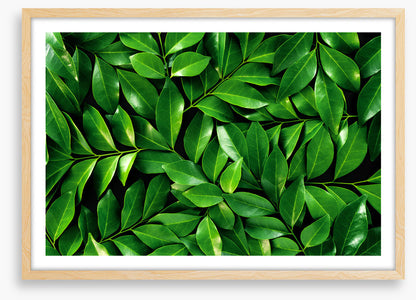 Leaves