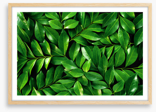 Leaves
