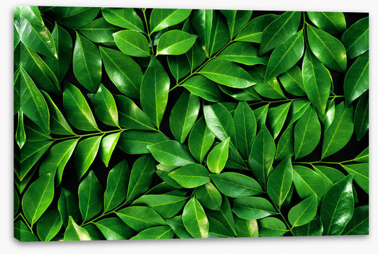 Leaves