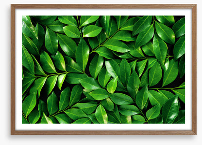 Leaves