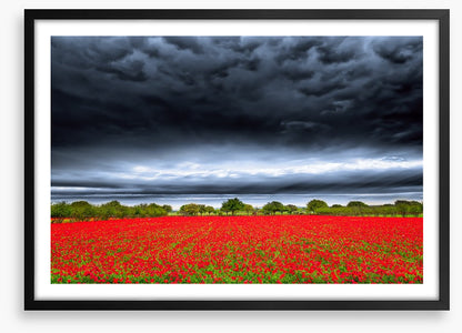 Storm over the poppies