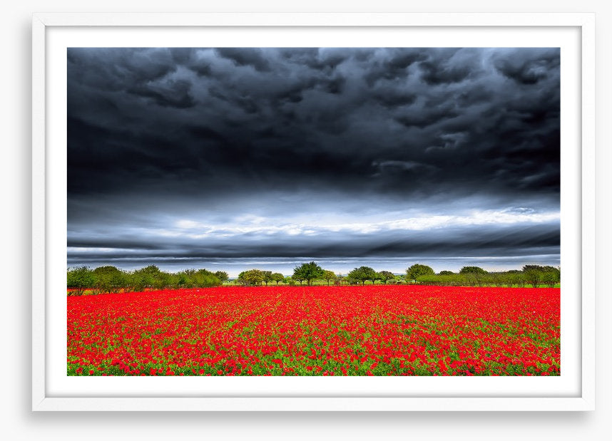 Storm over the poppies