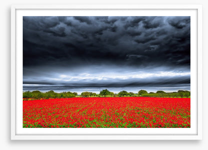 Storm over the poppies