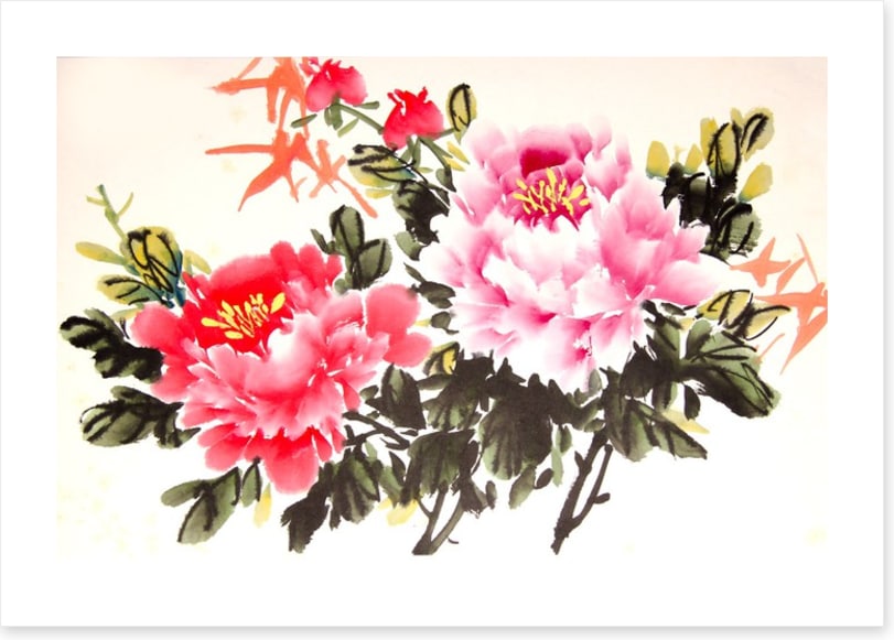 Chinese peony