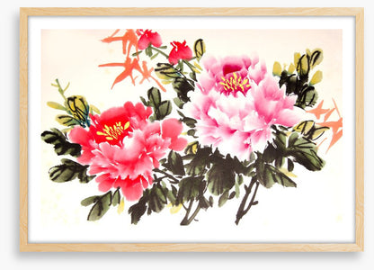 Chinese peony