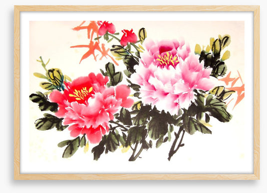 Chinese peony