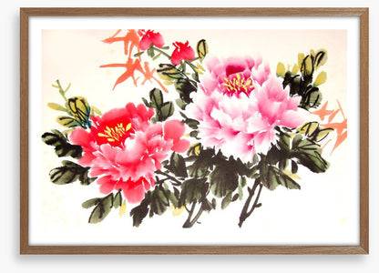 Chinese peony