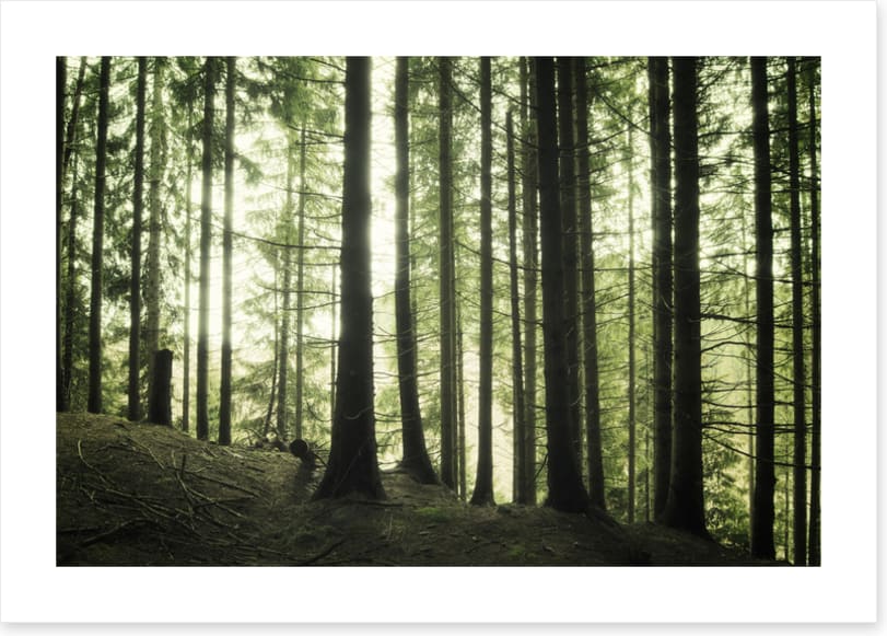 Forests