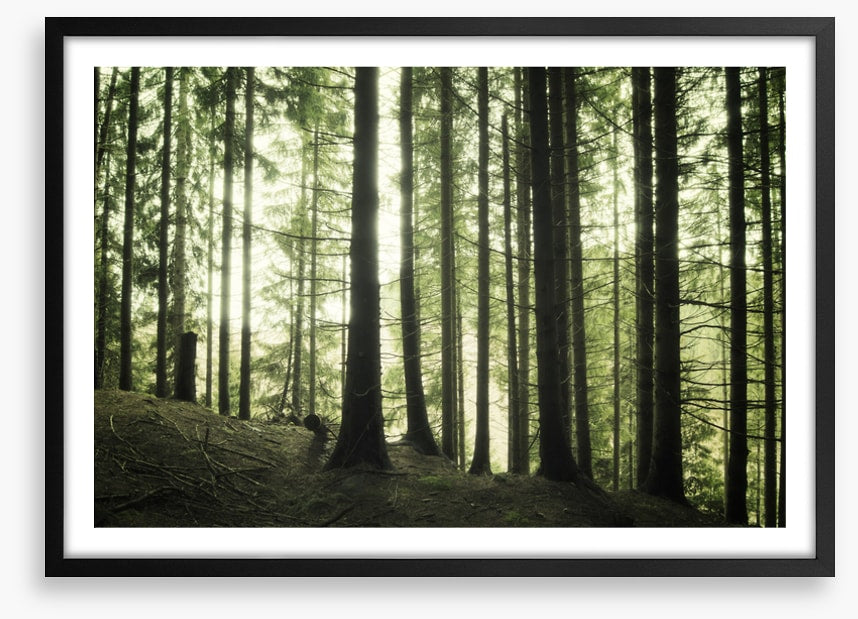 Forests