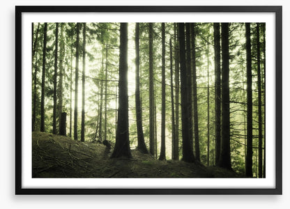 Forests